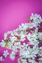 Fototapeta na wymiar A branch of plum blossoms on a bright pink background