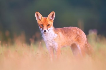 Red fox, vulpes vulpes, standing on a meadow and looking attentively to camera with blurred green background in summer nature. Wild animal with orange fur at sunrise from low angle.