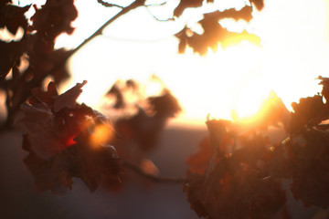  bright sunlight through autumn oak leaves