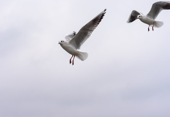 seagull in flight