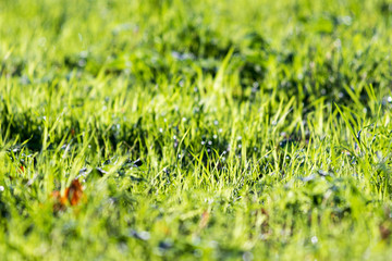 green grass with dew