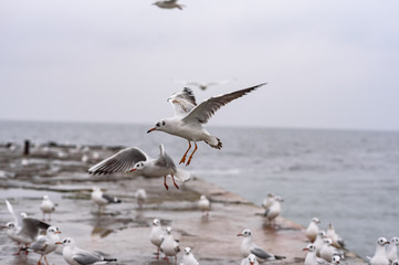 seagull in flight