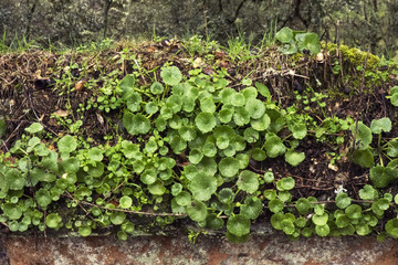Umbilicus rupestris covered stone wall plant that likes to grow in damp places like walls