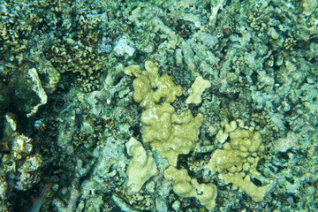 Encrusting coral in the sea