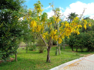 Fototapeta na wymiar Yellow tree in autumn