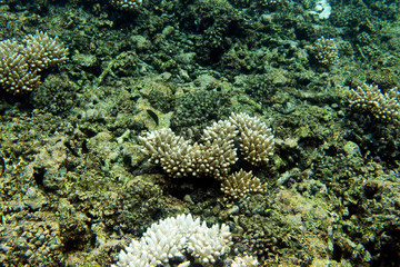 Acropora coral in the sea