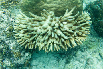 Fototapeta na wymiar Acropora coral in the sea