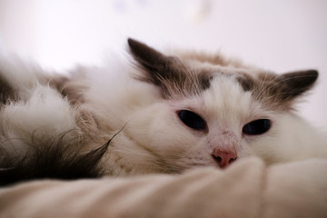 Purebred Ragdoll cat relaxing at domestic room.
