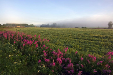 foggy field landscape