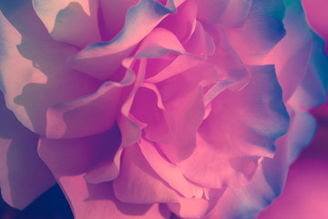 Close-up and abstract image of pink rose petal.