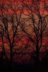 silhouette of a tree at sunset