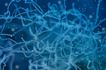 plants with hoarfrost. Frozen plants in winter with the hoarfrost.