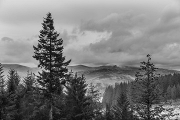 Beautiful vibrant Autumn Fall landscape of larch tree and pine tree forest in the Lake District