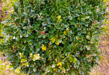 Green leaves
