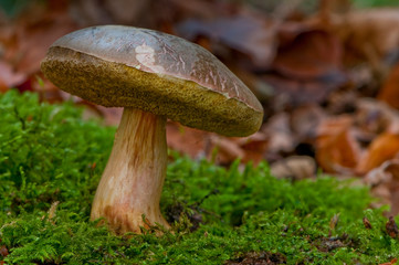 bolet pruineux - xerocomus pruinatus