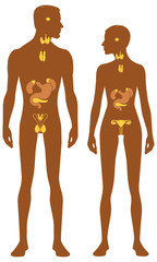 Endocrine system. Male and female body silhouette with head in profile. Isolated perfect image symbols man and woman on a white background. Illustration