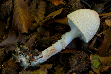 Lepiota ochraceofulvurescens juvénile