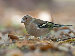 Common chaffinch (Fringilla coelebs) sits on the ground amidst autumn leaves. common chaffinch (Fringilla coelebs)