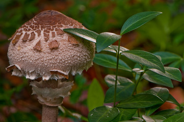Macrolepiota procera - lépiote élevée - coulemelle