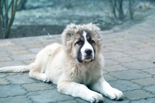 Cute Caucasian shepherd puppy. Caucasian shepherd dog is 4 month.