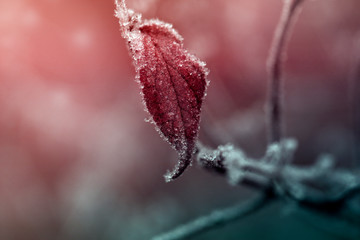 leaf on a branch in frost needle.