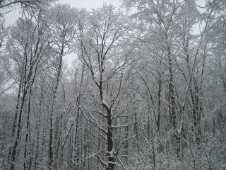 Winter forest. Trees are standing in the snow. The forest is quiet. Frost. Cold. No one.