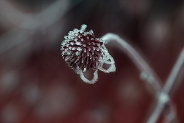 Obraz premium plants with hoarfrost. Frozen plants in winter with the hoarfrost.