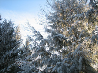 Winter forest. A lot of snow lies on the branches of trees, branches under the weight of snow bend...