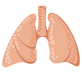 Lungs in flat design. Lungs health. Human lungs icon. Internal organ. Respiratory system illustration. Isolated on white background.