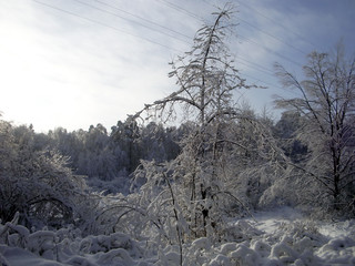Winter forest. A lot of snow lies on the branches of trees, branches under the weight of snow bend...