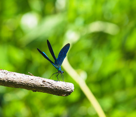 Beautiful blue dragonfly on a twig in the greenery