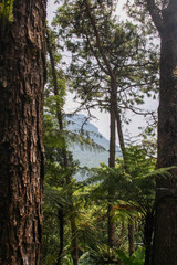 Bosque
