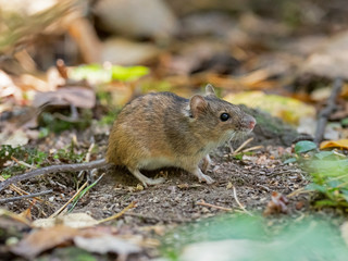 Wild Wood mouse resting on the root of a tree on the forest floor with lush green vegetation. House Mouse (Mus domesticus). gray mouse in nature