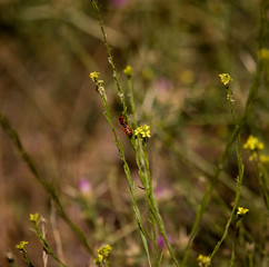 Deep red ladybugs on a yellow plant. Image.