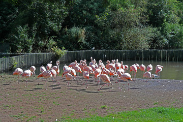 Naklejka premium Flamants rose