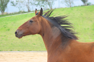 portrait of the bay Akhal-Teke horse