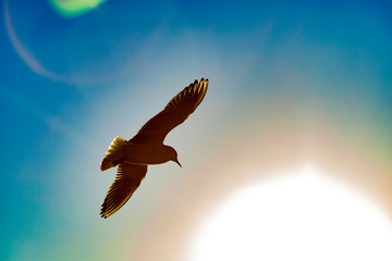 seagull flying in blue sky against sun