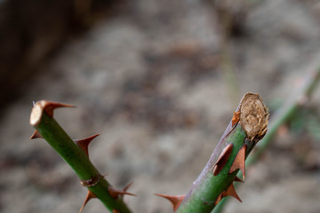  buds roses shivering in the cold