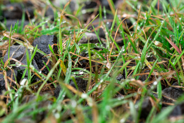  Melted snowflakes on the tip of the grass