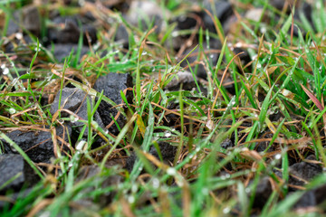  Melted snowflakes on the tip of the grass