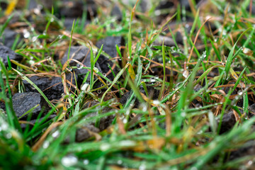  Melted snowflakes on the tip of the grass