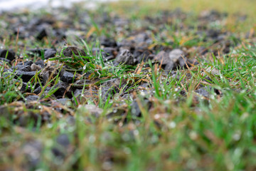 Grass and rocks togeder in a cold winter day