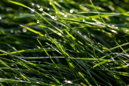 Background: Grass with water droplet as background patter