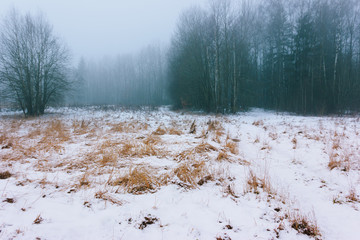 Dark foggy snowy forest in the daytime. Tree trunks and dried orange grass covered in snow. Rustic wild mystical landscape. Gloomy gray moody sky covered by clouds.