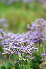Naklejka premium Purple flowers of sea-lavender on Juist, East Frisian Islands, Germany.