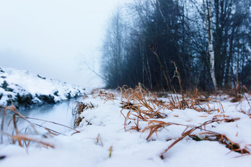 Dark foggy snowy forest in the daytime. Tree trunks, dried orange grass covered with snow and an unfinished stream of water. Rustic wild mystical landscape. Gloomy gray moody sky covered by clouds.