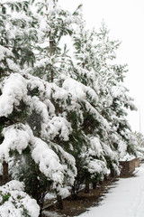 Trees covered in snow in a snowy day 