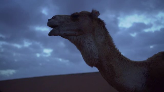 Camel at Dawn in Zagora Desert (Morocco)