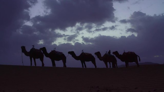 Camels at Dawn in Zagora Desert (Morocco)