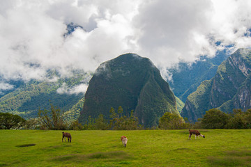 Misty landscape in lost city of Machu Picchu whit lama